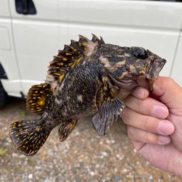 オウゴンムラソイ