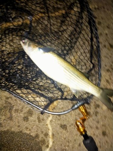 ボラの釣果