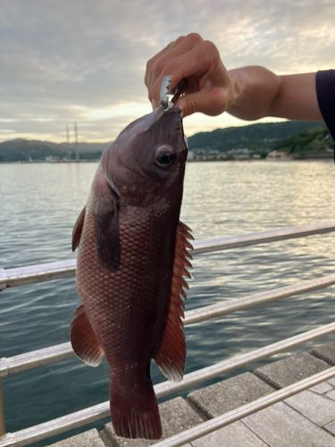 コブダイの釣果
