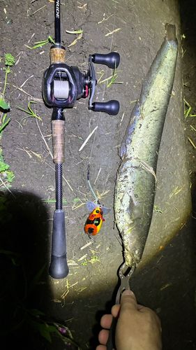 マナマズの釣果