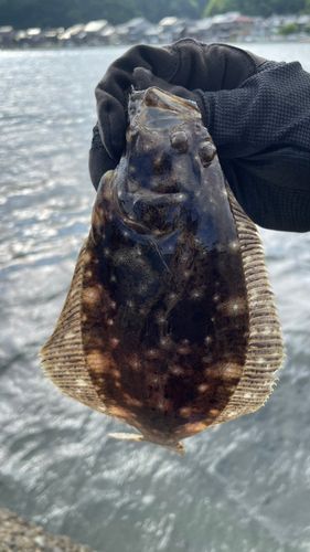 ソゲの釣果