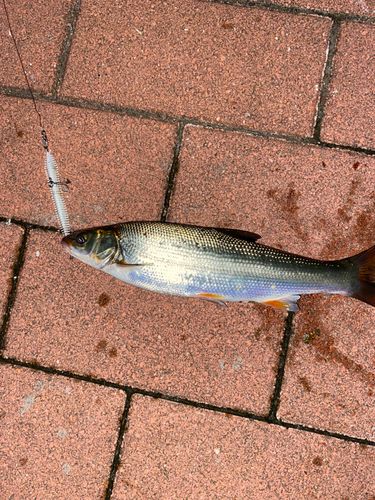 マルタウグイの釣果