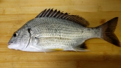 キビレの釣果