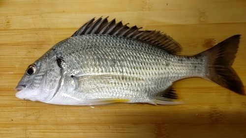 キビレの釣果