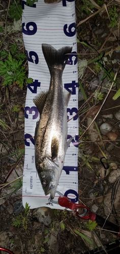 シーバスの釣果