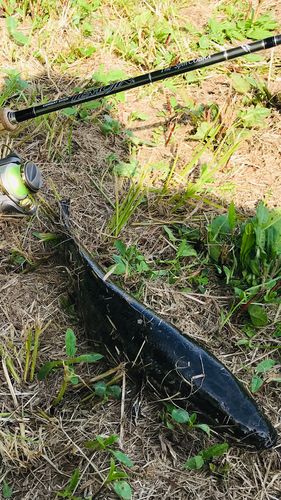 ライギョの釣果