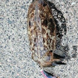 モンゴウイカ