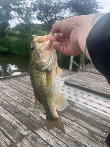 釣果