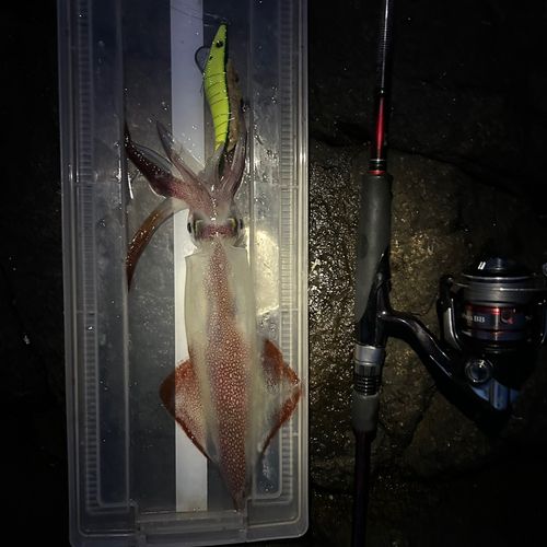 ケンサキイカの釣果