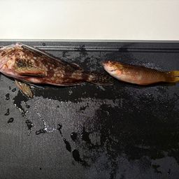 カサゴ