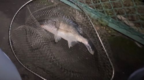 キビレの釣果