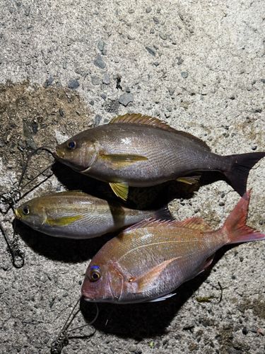 マダイの釣果