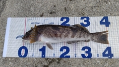 アイナメの釣果
