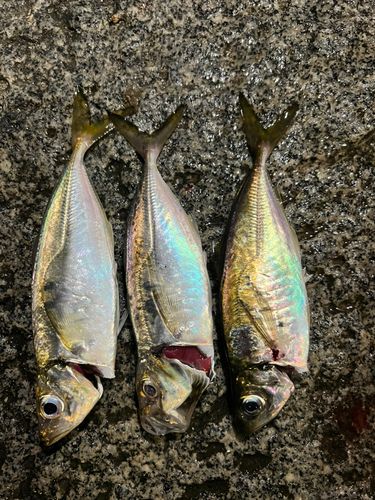 アジの釣果