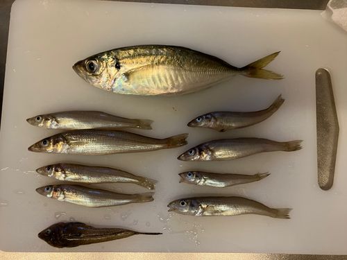 シロギスの釣果