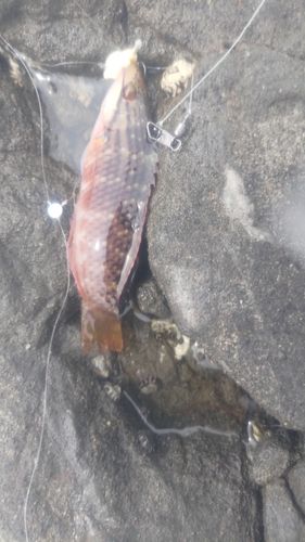 アカササノハベラの釣果