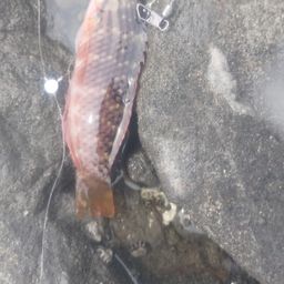 アカササノハベラ