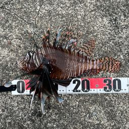 ハナミノカサゴ