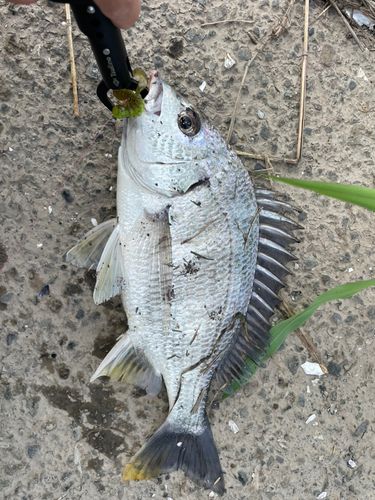 キビレの釣果
