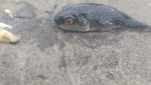 クサフグの釣果