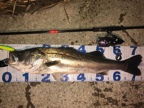 シーバスの釣果