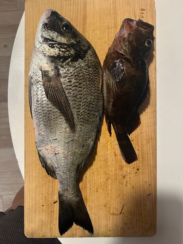 クロダイの釣果