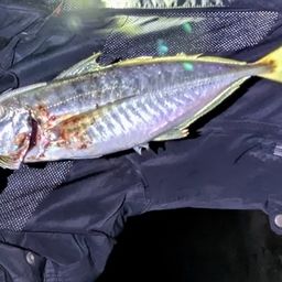 アジ