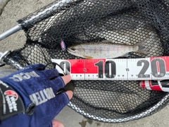 ヤマメの釣果