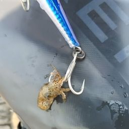 アオリイカ