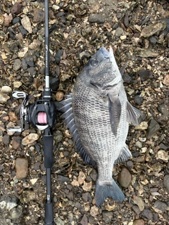 チヌの釣果