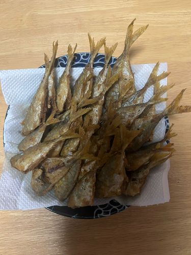 シマアジの釣果