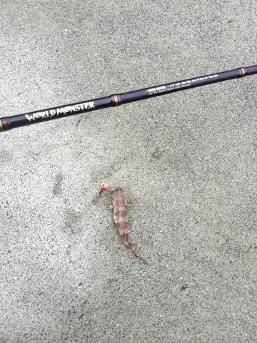 イトヒキハゼの釣果
