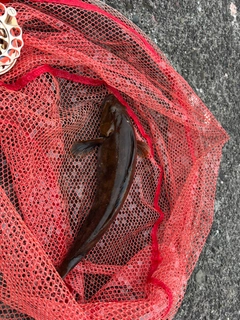 アイナメの釣果