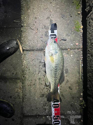 ブラックバスの釣果