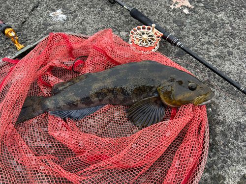 アイナメの釣果