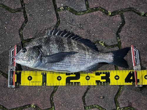 クロダイの釣果