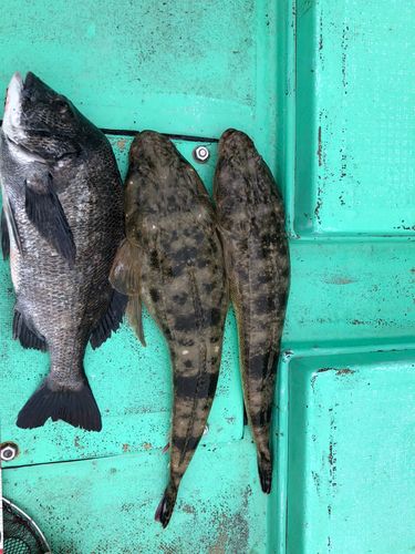 コチの釣果