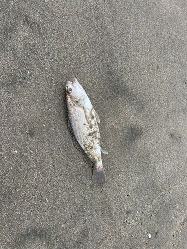 イシモチの釣果