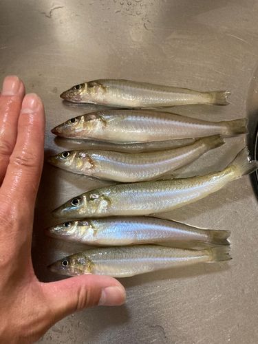 テナガエビの釣果