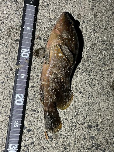 キジハタの釣果