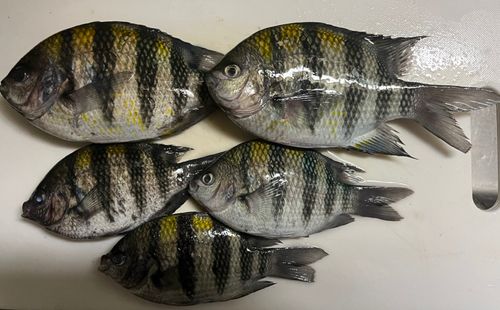 オヤビッチャの釣果