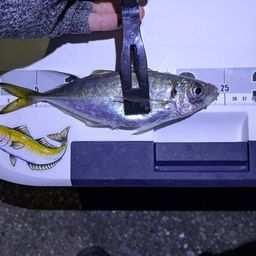 アジ