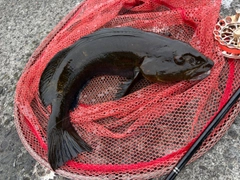アイナメの釣果