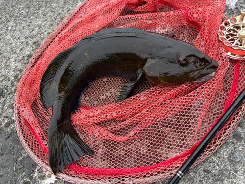 アイナメの釣果