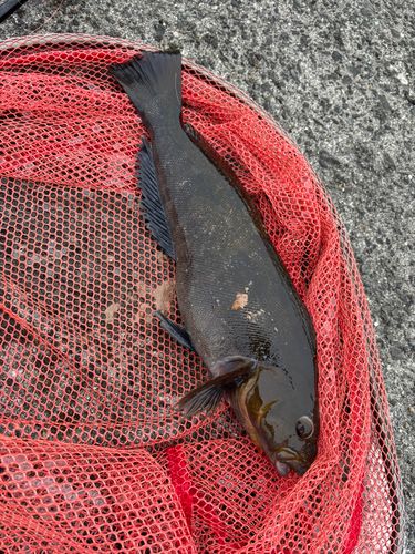 アイナメの釣果