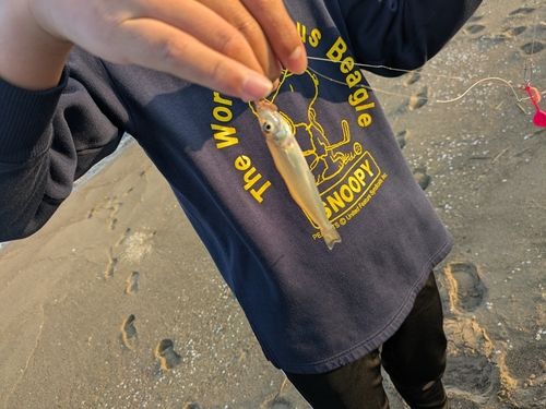キスの釣果