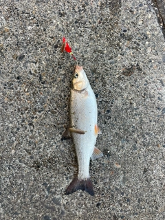 ウグイの釣果