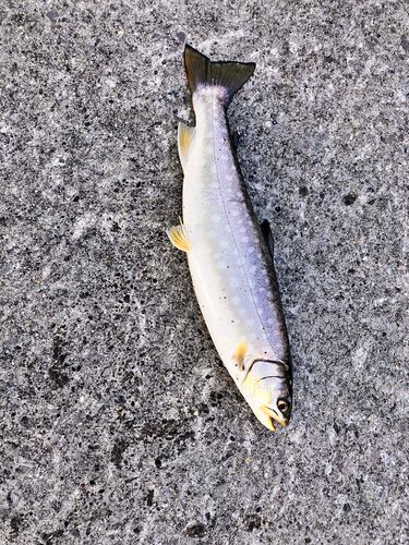 アメマスの釣果