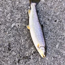 アメマス