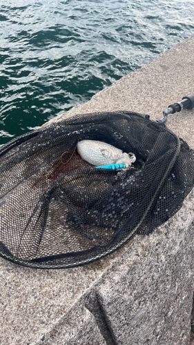 イカの釣果
